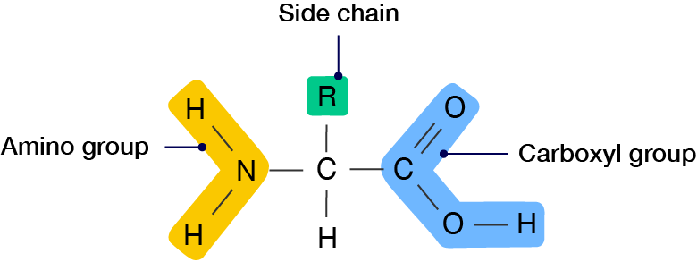 General structure of an amino acid with the carboxyl group, the amino group and the side chain or R group labelled.